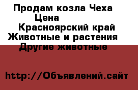 Продам козла Чеха › Цена ­ 10 000 - Красноярский край Животные и растения » Другие животные   